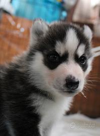 Siberian Husky cucciolo maschio