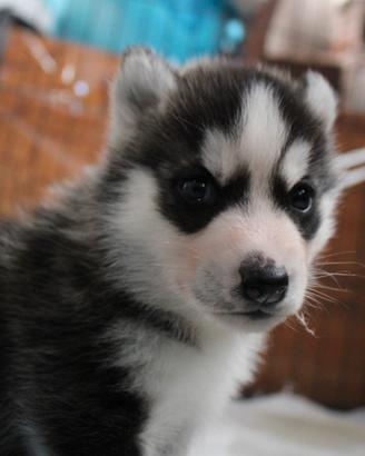 Siberian Husky cucciolo maschio
