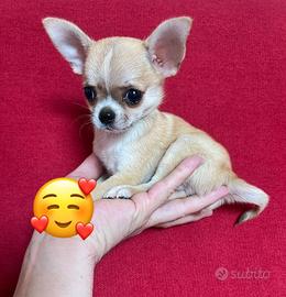 Chihuahua Maschio, mini Toy