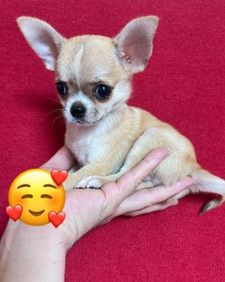 Chihuahua Maschio, mini Toy