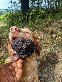 Cane da tartufi
