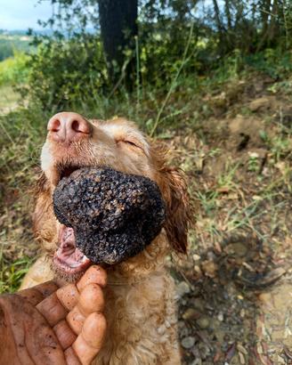 Cane da tartufi