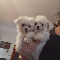 Cuccioli di maltese