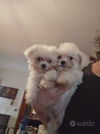 Cuccioli di maltese