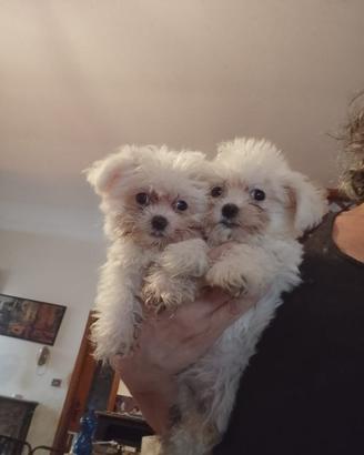 Cuccioli di maltese