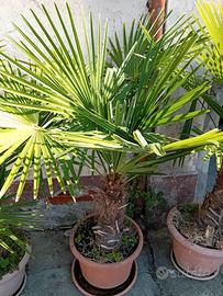 Palma excelsa