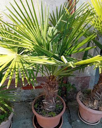 Palma excelsa
