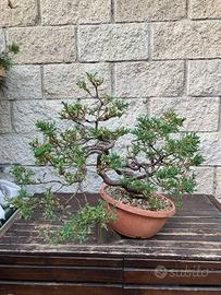 Bonsai ginepro comune