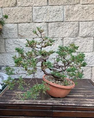 Bonsai ginepro comune