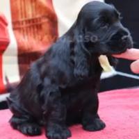 Cocker spaniel inglese