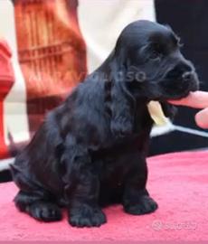 Cocker spaniel inglese