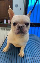 Bulldog francesi