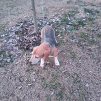 Beagle pura