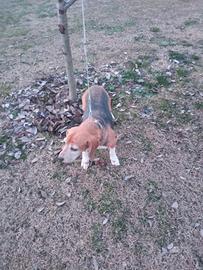 Beagle pura