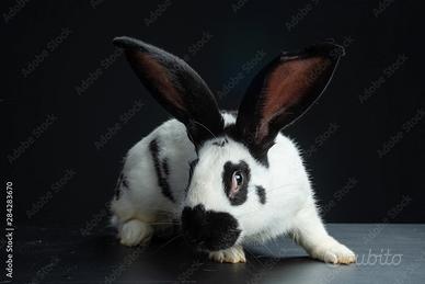 Conigli papillon