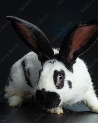 Conigli papillon
