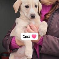 Cuccioli maschi e femmine 3 mesi