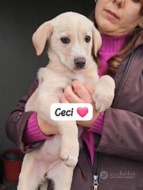Cuccioli maschi e femmine 3 mesi