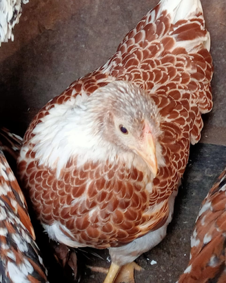 Galline ornamentali