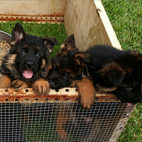 Cuccioli di pastore tedesco