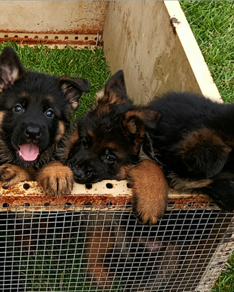 Cuccioli di pastore tedesco
