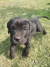 Cuccioli cane corso
