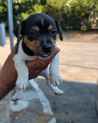 cucciolo Jack russel 
