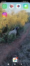 Cuccioli setter inglese
