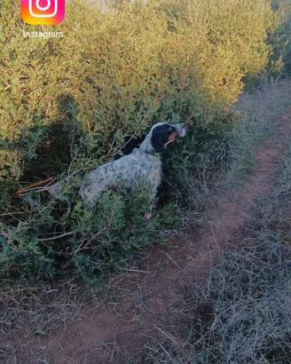 Cuccioli setter inglese