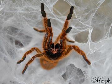 MigalePterinochilus murinus Usambara SLING