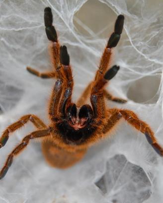 MigalePterinochilus murinus Usambara SLING