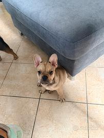 Bulldog francese