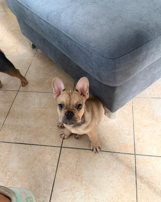 Bulldog francese