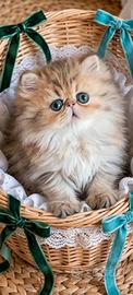 Gattini persiani