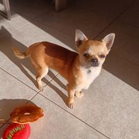 Chihuahua