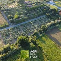 Uliveto di 4360 mq in produzione + lotto adiacente