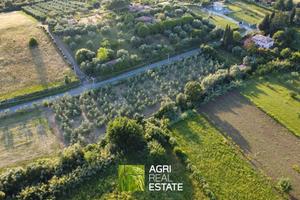 Uliveto di 4360 mq in produzione + lotto adiacente