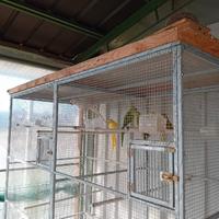 Inseparabili e calopsiti