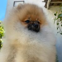 Cuccioli Spitz di Pomerania