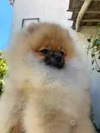 Cuccioli Spitz di Pomerania