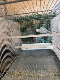 Coppia parrocchetti monaci