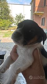 Maschietto di jack russel