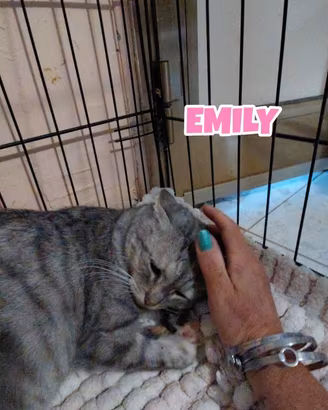 Emily gattina tigrata di 6 mesi