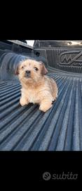 Cucciolo Yorkshire