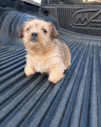 Cucciolo Yorkshire