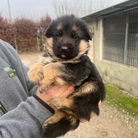Cuccioli pastore tedesco
