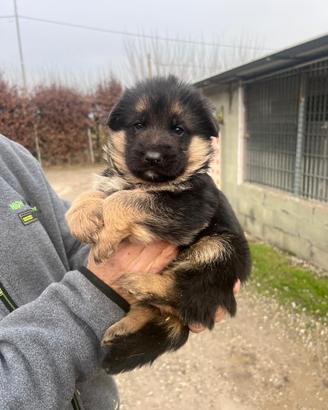 Cuccioli pastore tedesco