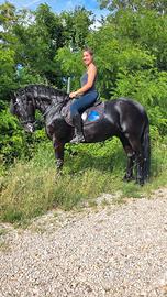Cavallo frisone castrone
