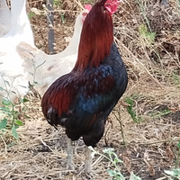 Gallo Auracana