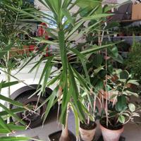 pianta tronco della felicità